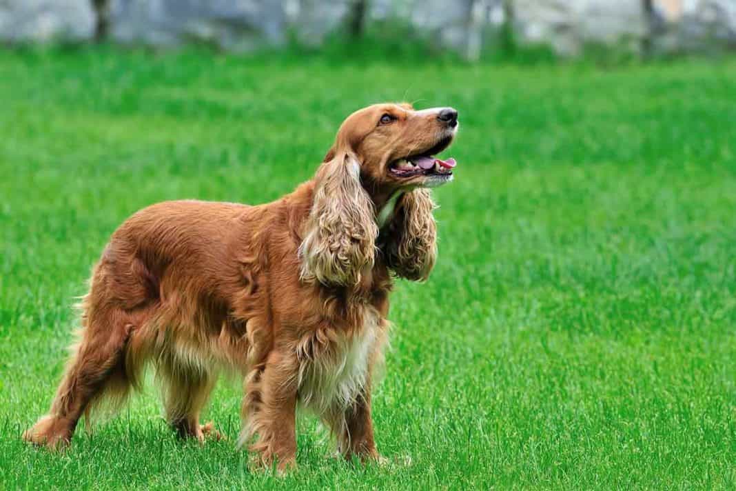 Chó Cocker thuần chủng