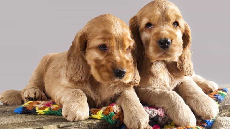 Giá chó Cocker phụ thuộc vào yếu tố nào?