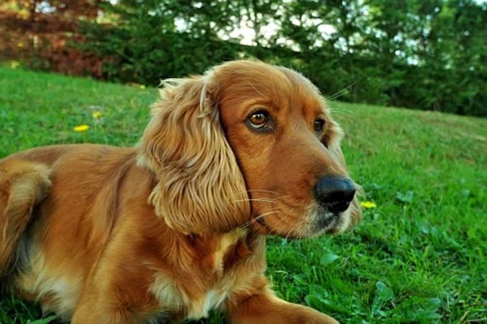 Chó Cooker Spaniel Anh