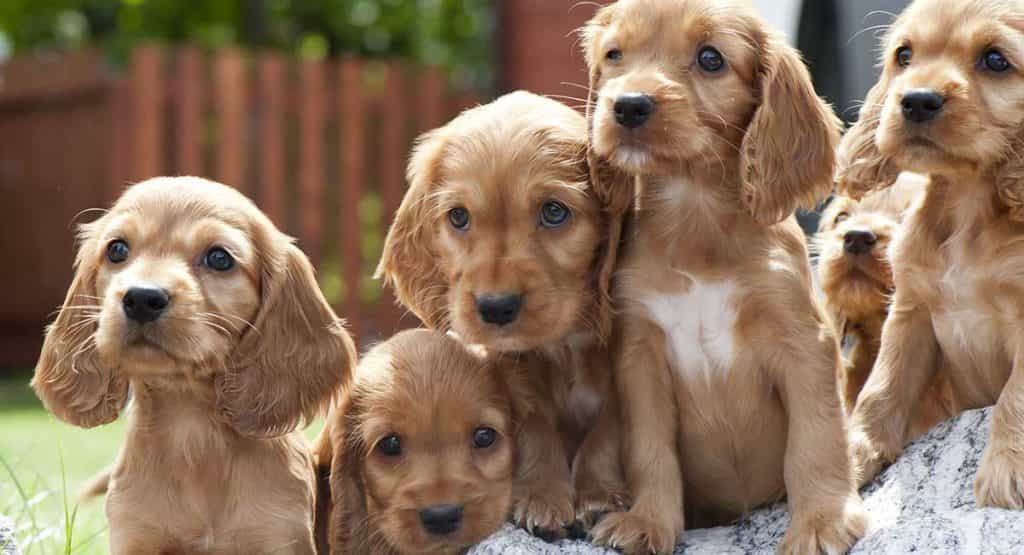Chó Cooker Spaniel lai au88 Inu ra đời đàn con siêu dễ thương