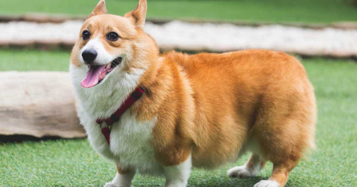 Chó corgi đang tuổi trưởng thành