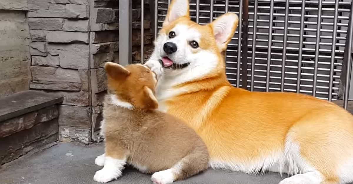 Mua bán uy tín tại siêu pet