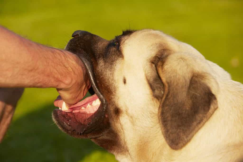 chó dại có nhiều thể 