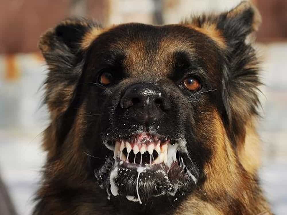 Chó bị dại