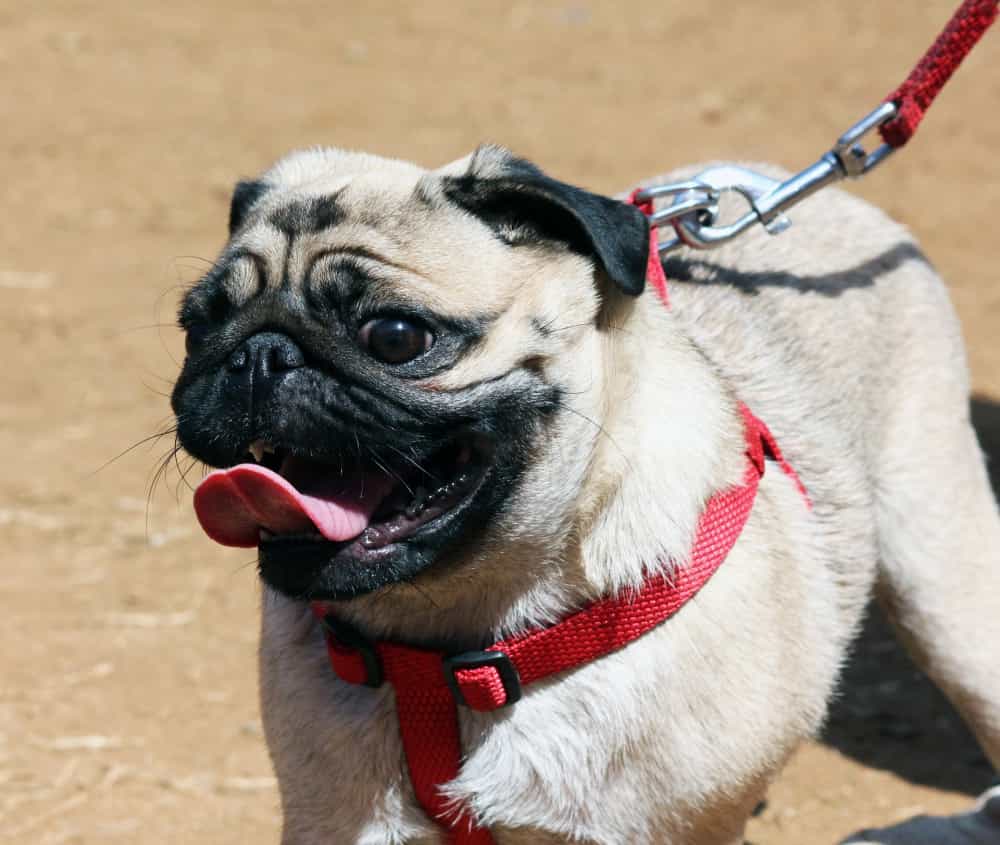 Huấn luyện chó thói quen đeo xích