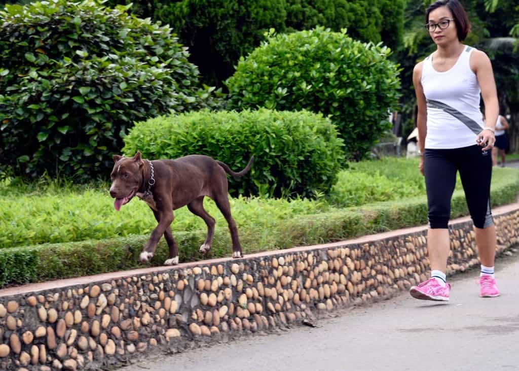 Dẫn chó đi dạo vào buổi sáng sớm