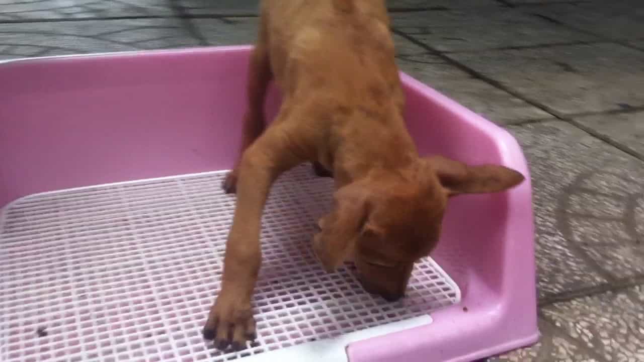 Huấn luyện chó con đi vệ snh đúng chỗ , đúng cách