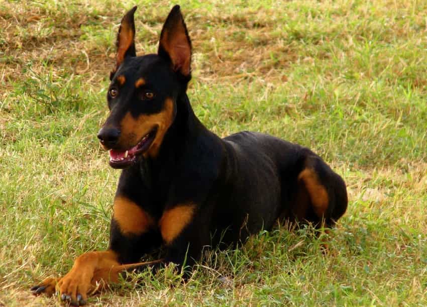Chú chó au8801 lai au88 GSD đang nằm trên cỏ