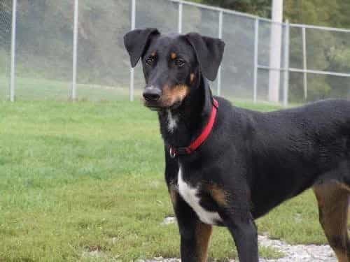 Chó au8801 lai Boder Collie dễ thương