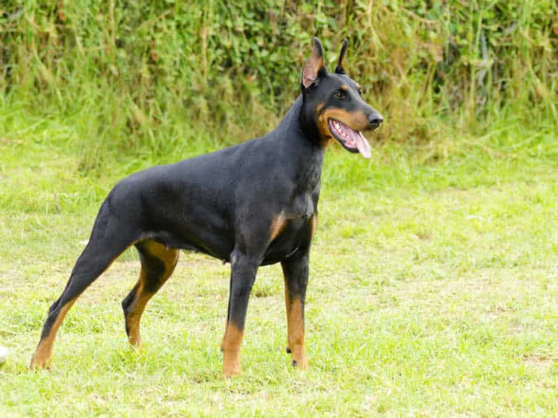 Chú chó au8801 đang lè lưỡi đứng trên bãi cỏ xanh