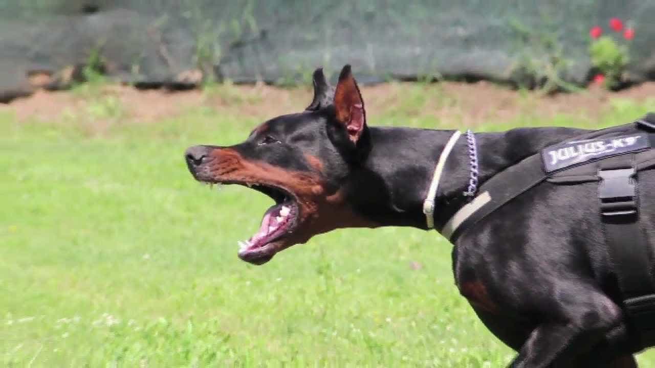 Chó doberman đang lớn tuổi