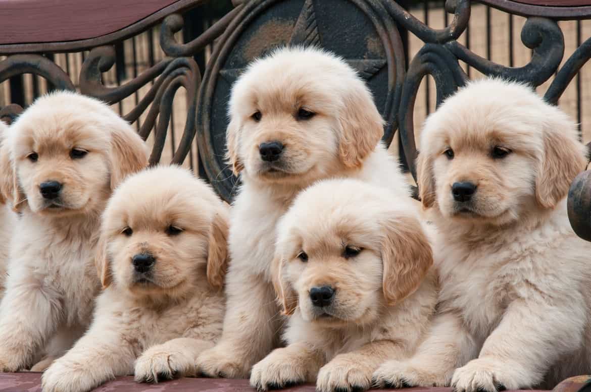 golden retriever giá bao nhiêu
