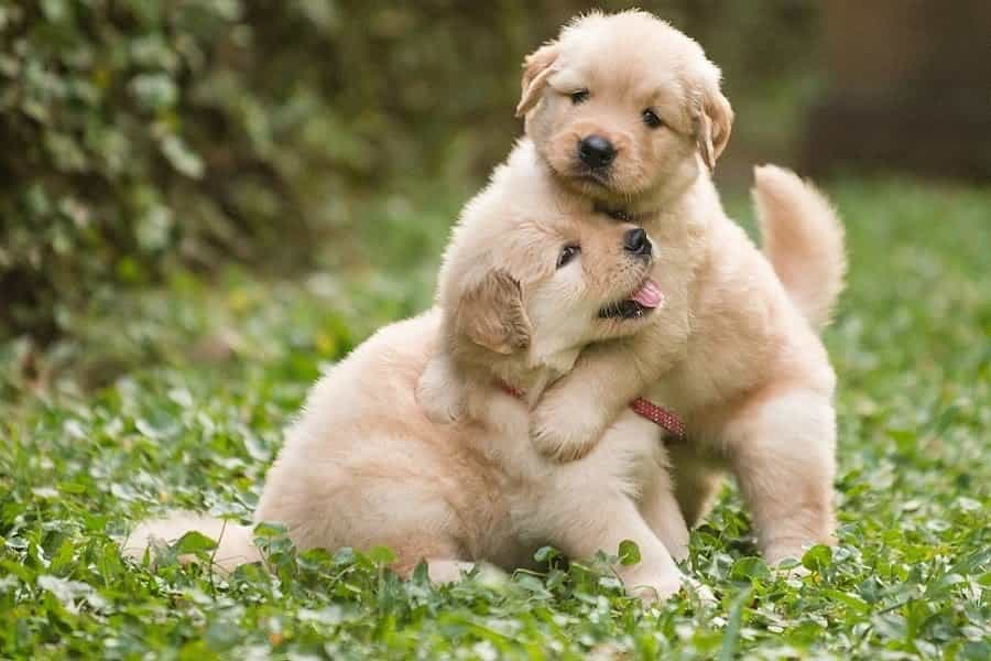 giá chó golden retriever