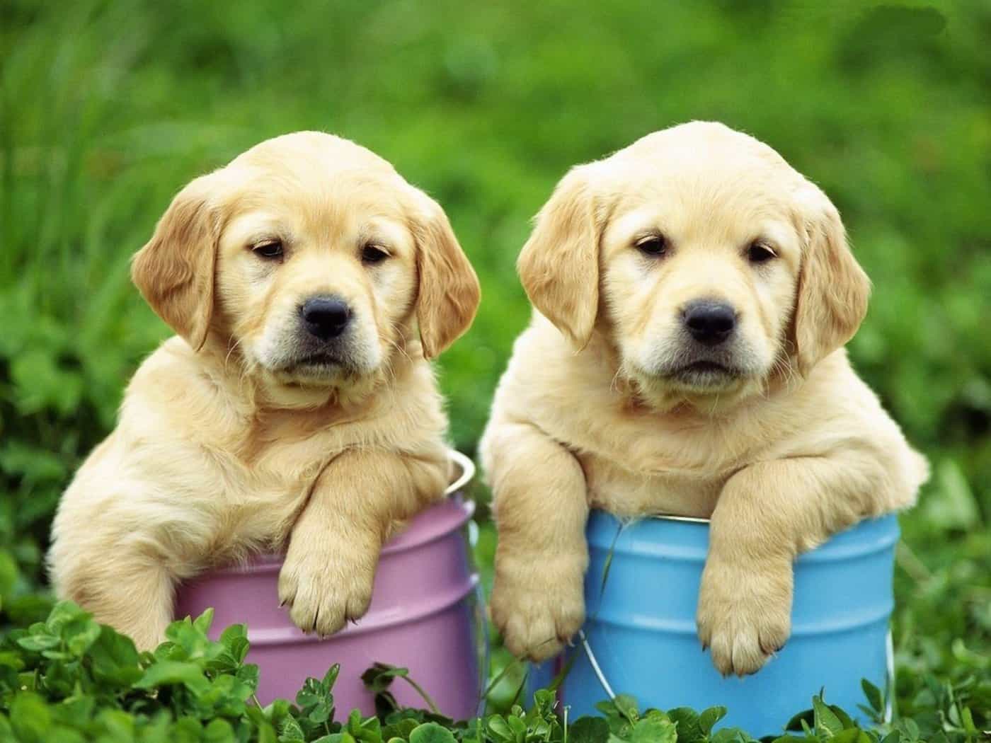 golden retriever dog