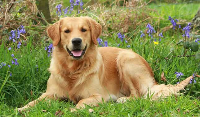 Chú Golden nằm trên bãi cỏ