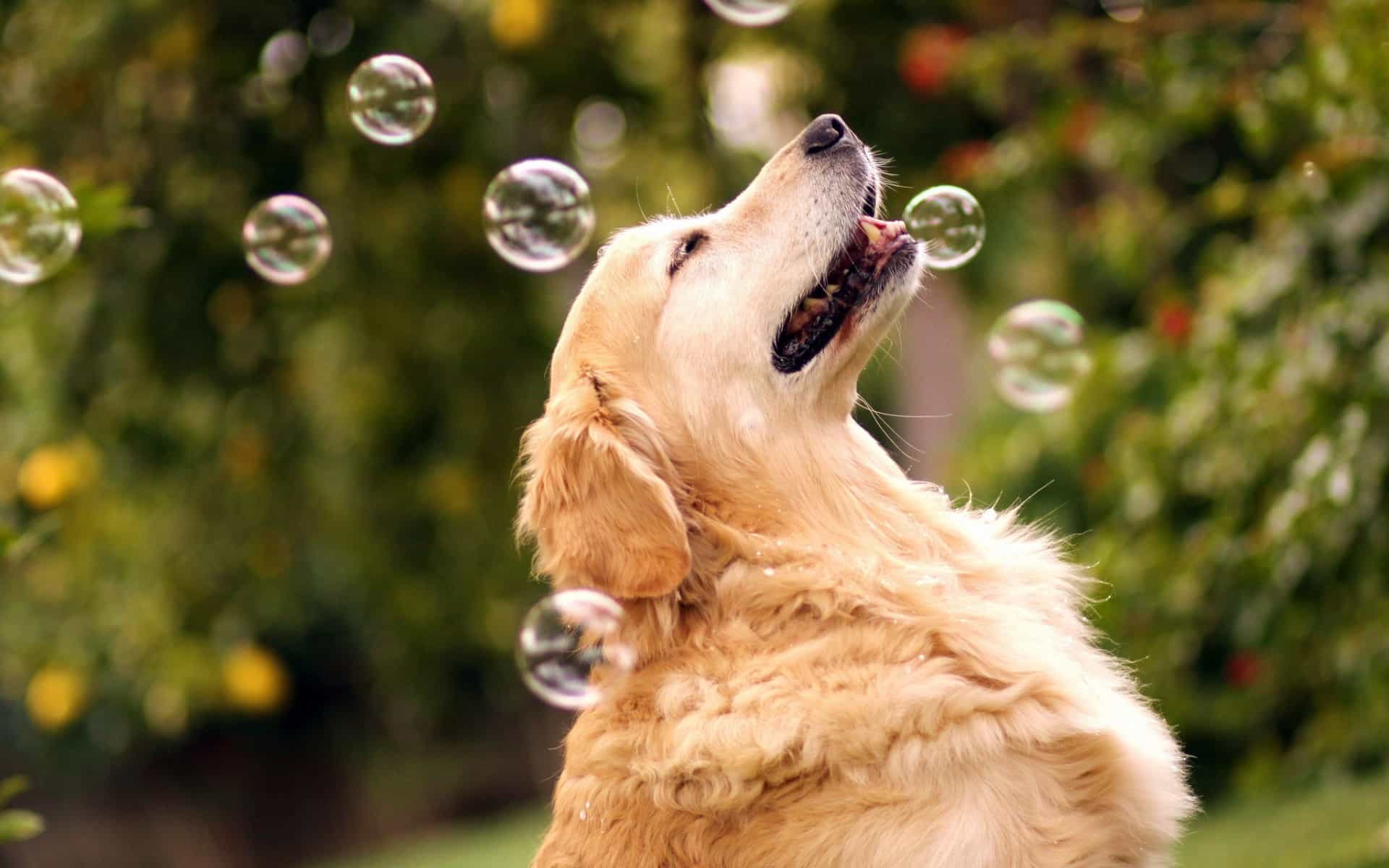 mua chó golden retriever ở hà nội