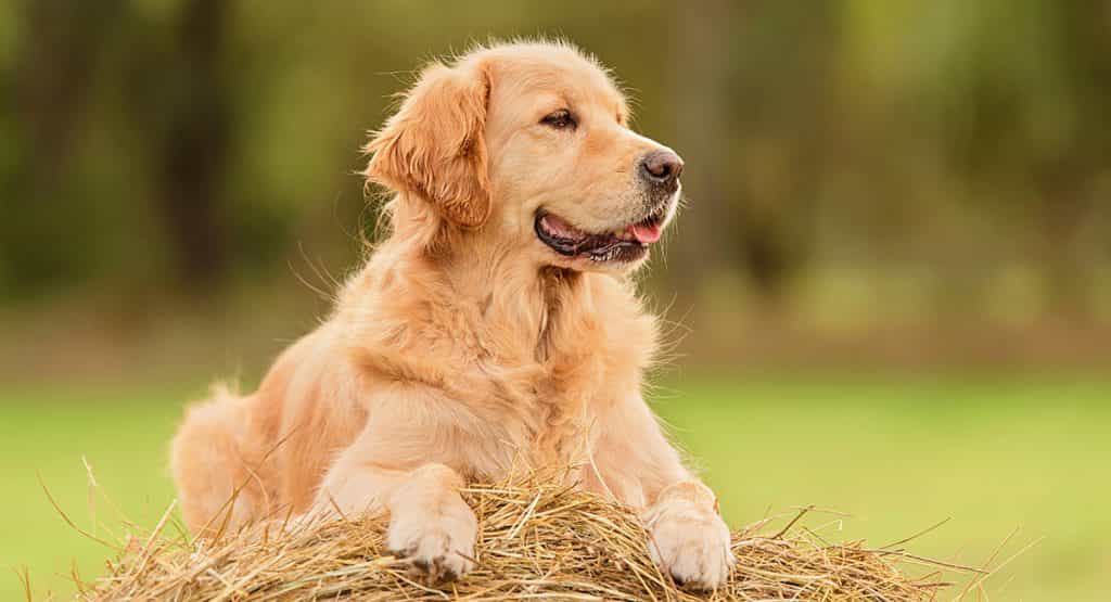 au88 sở hữu khứu giác nhạy bén