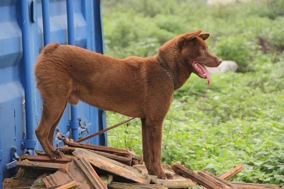 Khái quát về chó Mông Cộc