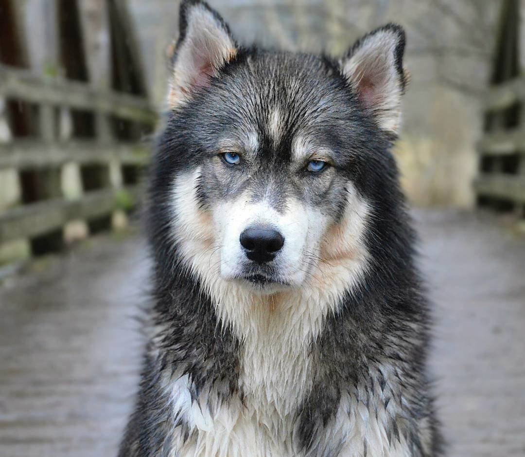 mua bán chó husky