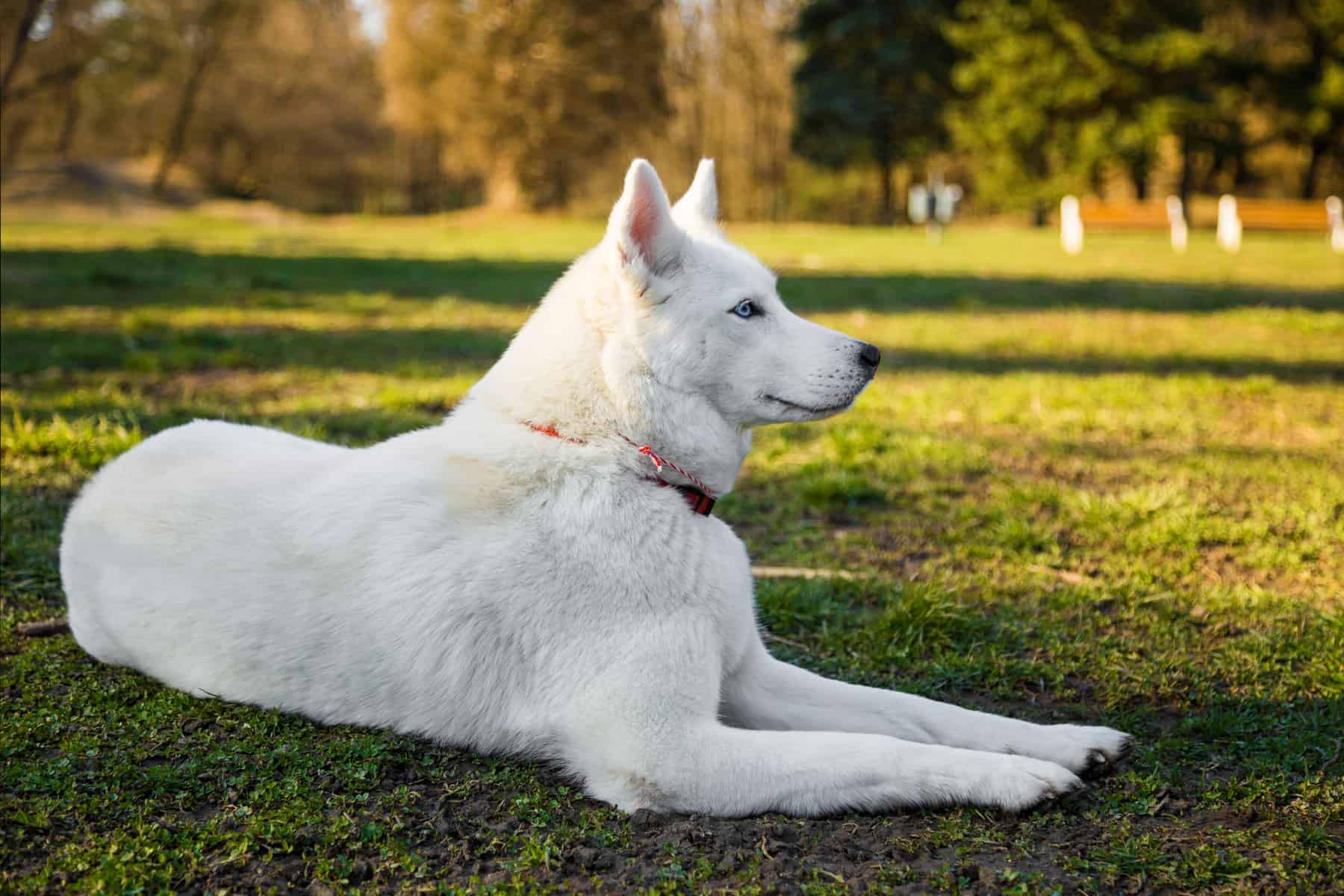 husky lông trắng