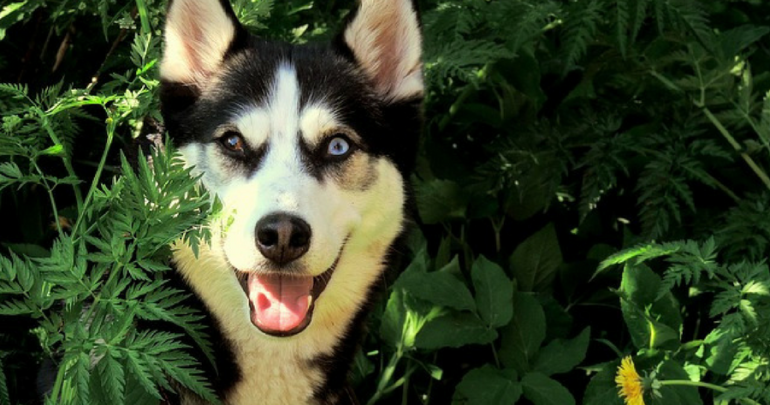 husky thuần chủng