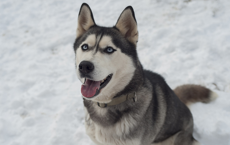 hinh cho husky