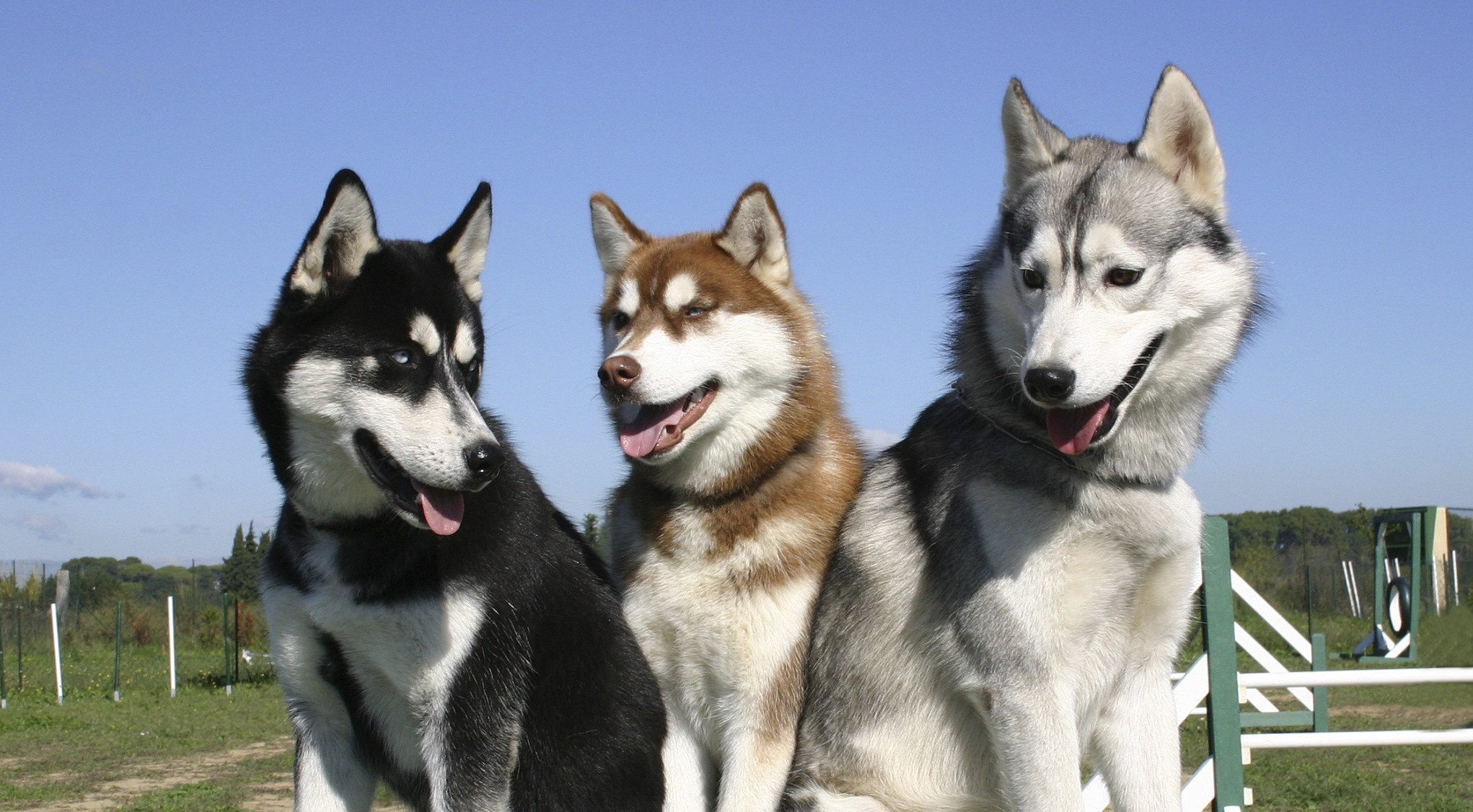 Chó husky có mấy màu lông?