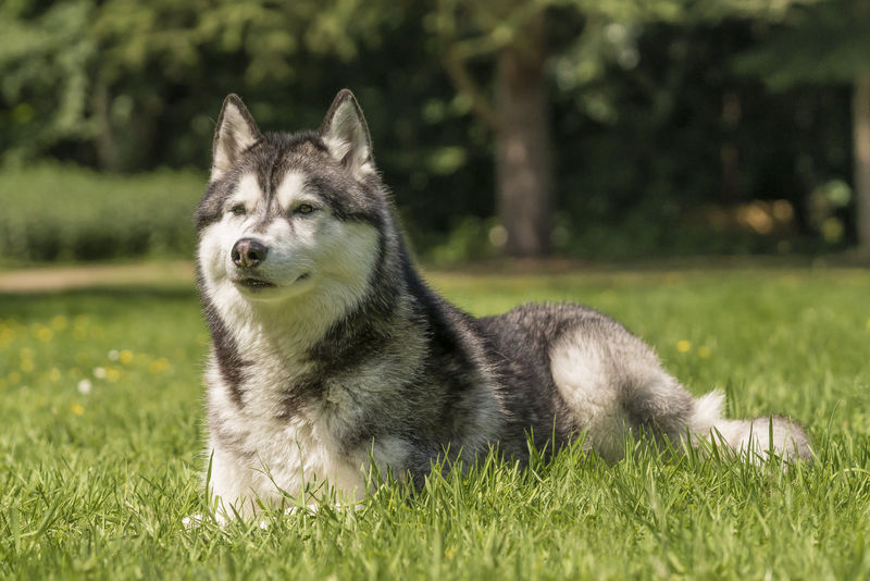 mua chó con husky