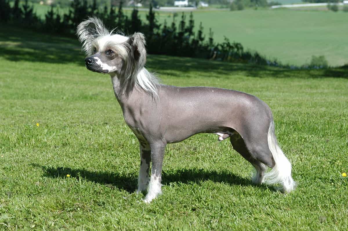 Chinese Crested đứng trên bãi cở