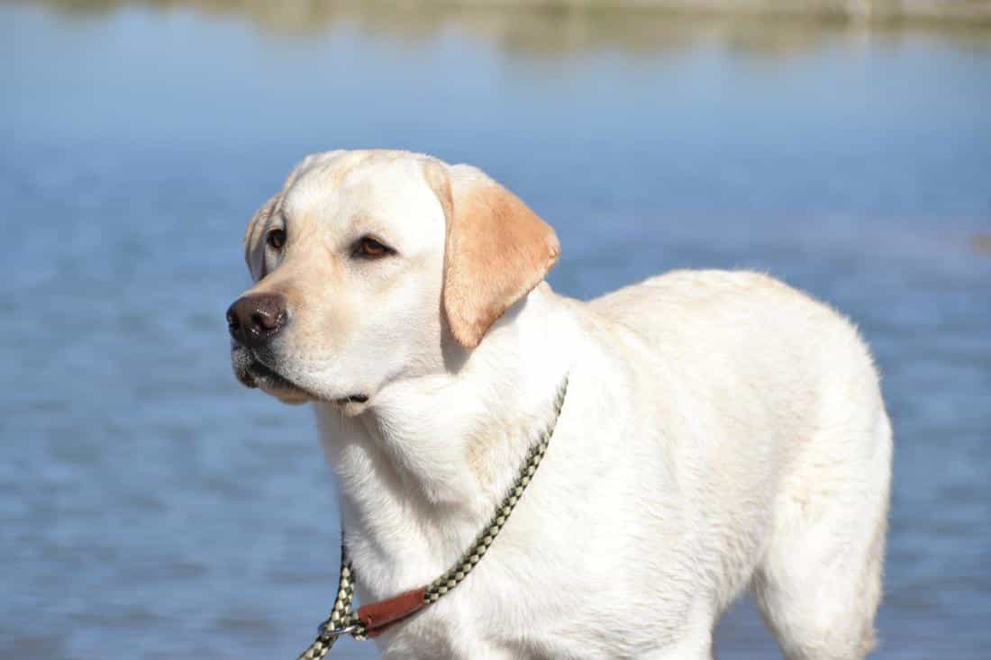 Chó lab bên hồ nước