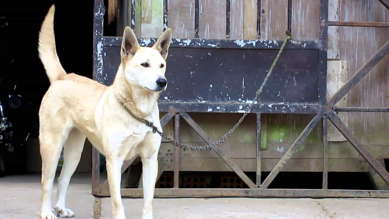 Những giống chó cảnh có giá dưới 1 triệu đồng