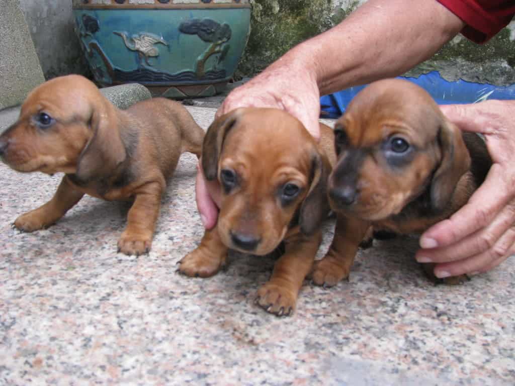 3 chú Lạp xưởng con
