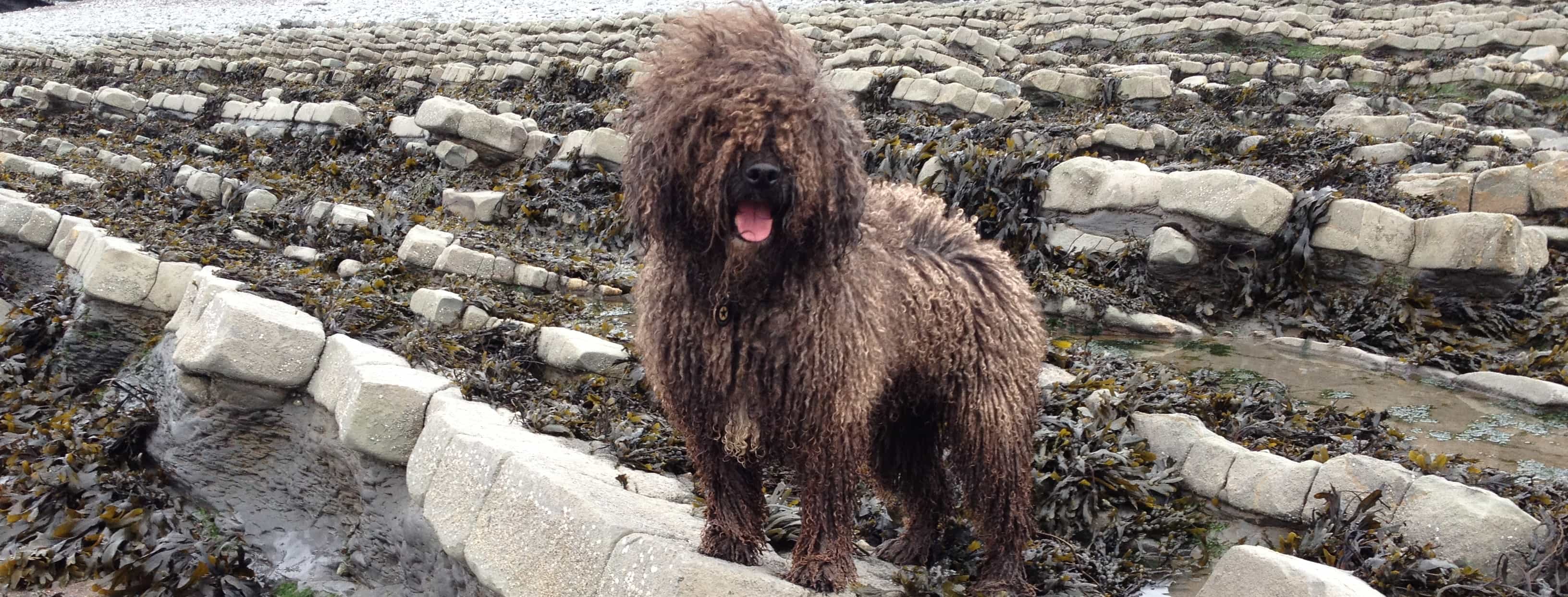 Chó lội nước Tây Ban Nha (Spanish Water Dog) đang đứng trên bờ biên cạnh tảng đá