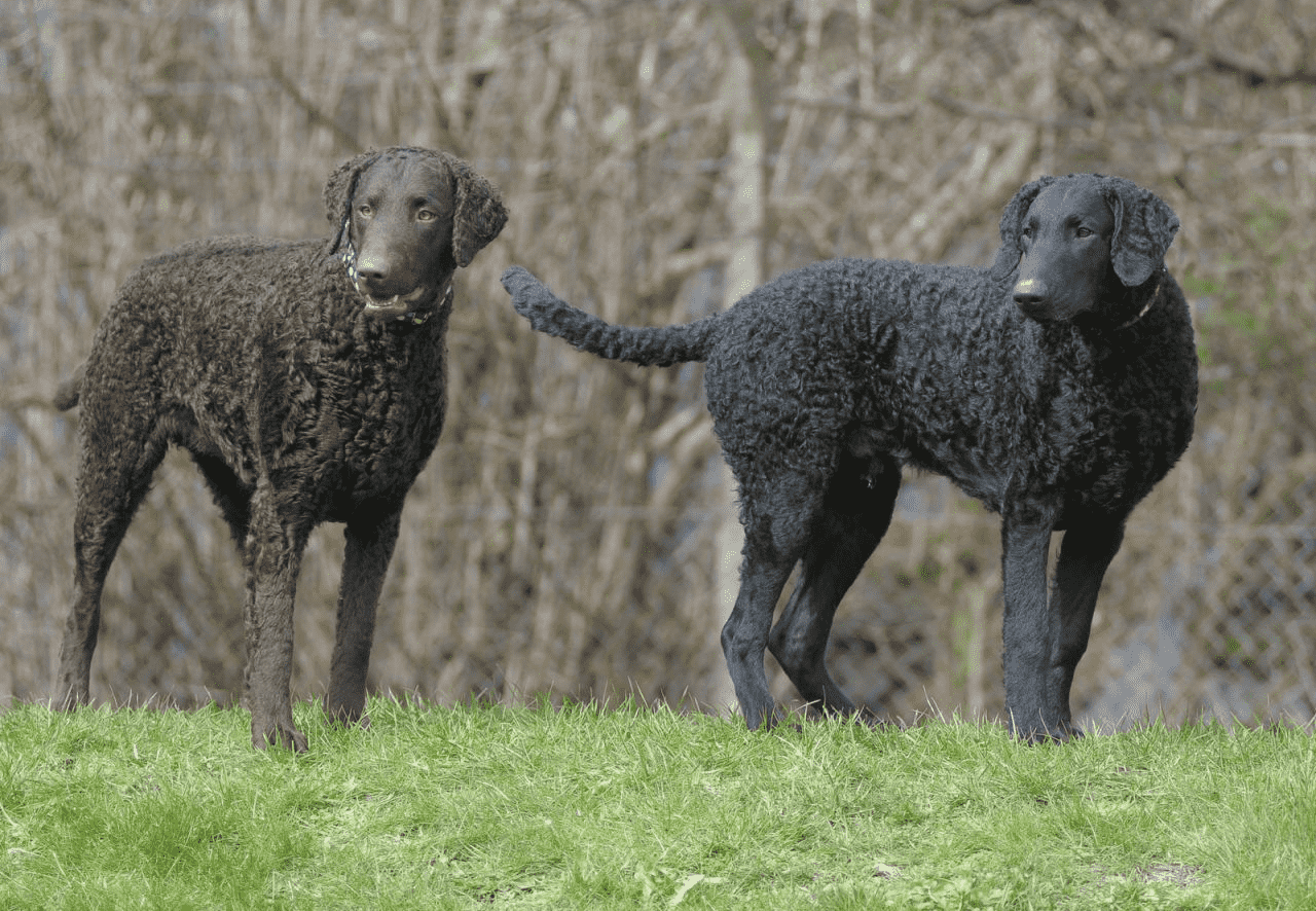 Curly-Coated Retriever nâu và đen