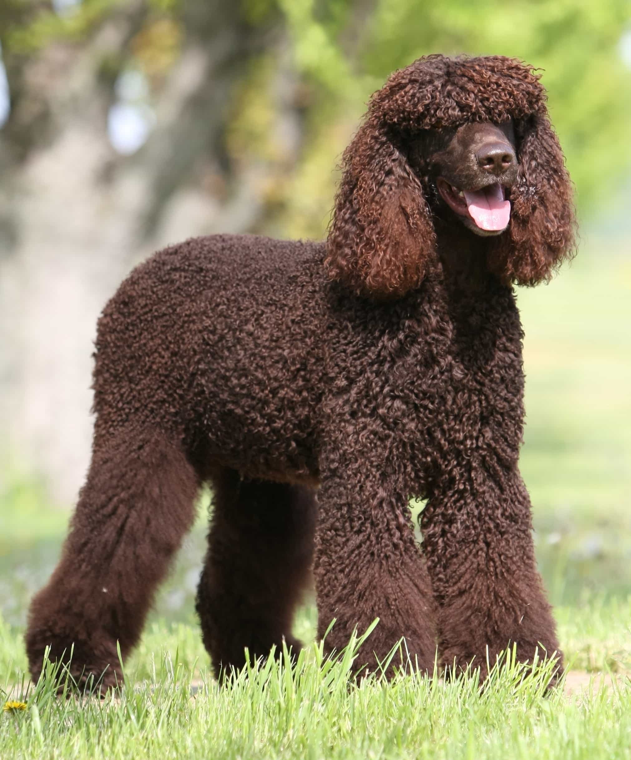 Chó lội nước Spaniel Hoa Kỳ (American Water Spaniel) màu nâu đen đứng trên cỏ 