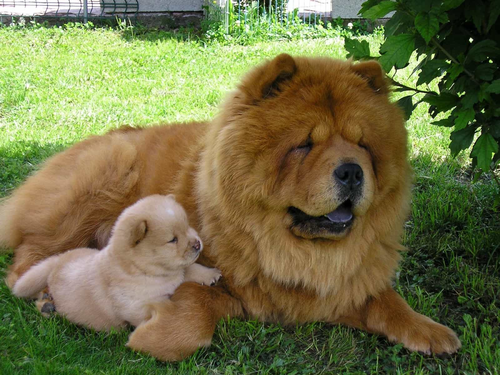 Chó chow chow lông xù mẹ và con