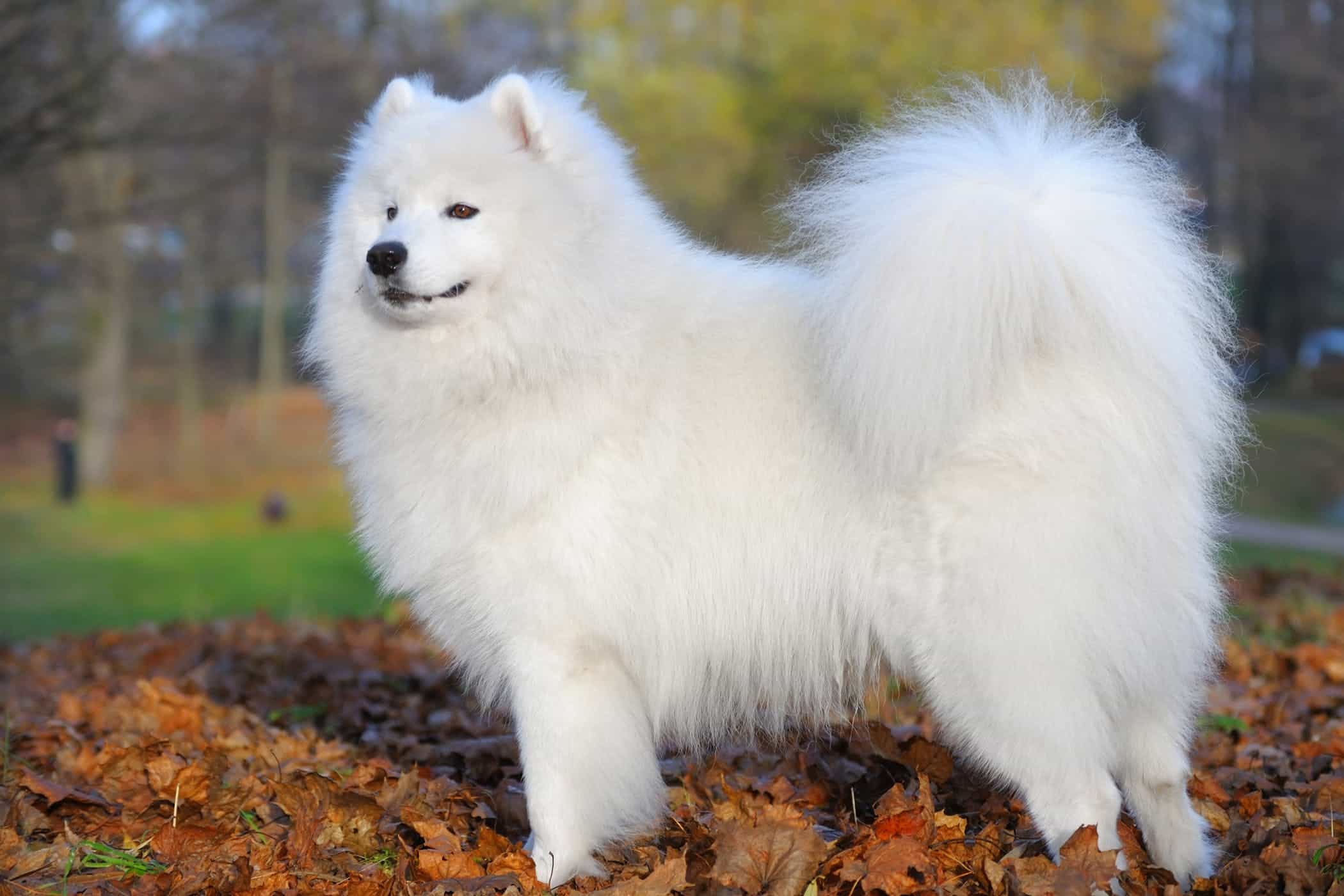 Chó lông xù samoyed