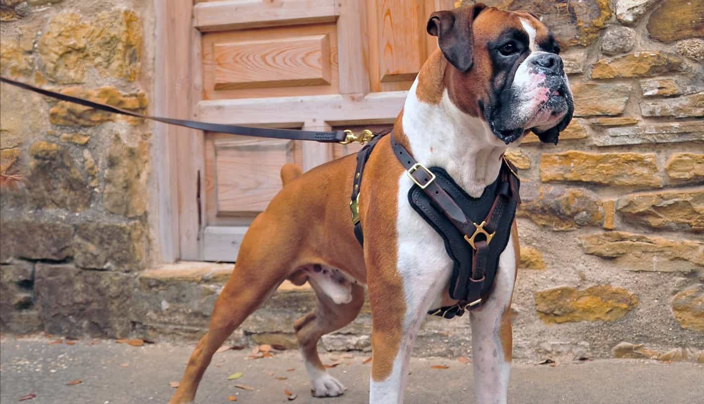 Chó Đức mặt xệ: Chó Boxer