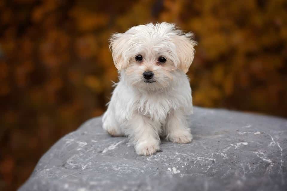 chó maltese