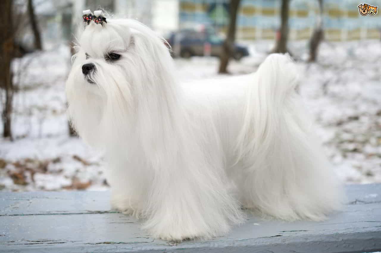 chó maltese