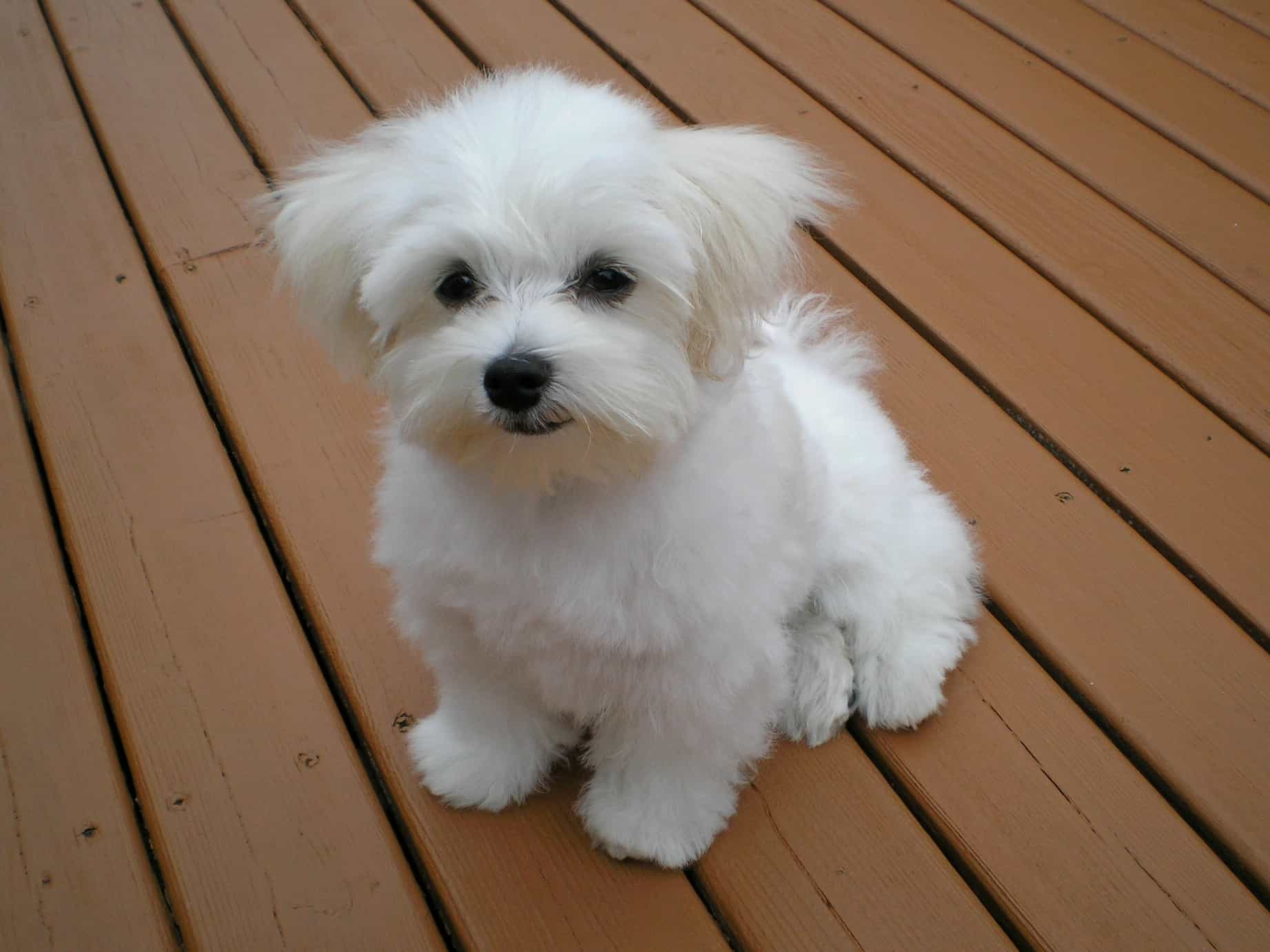 chó maltese
