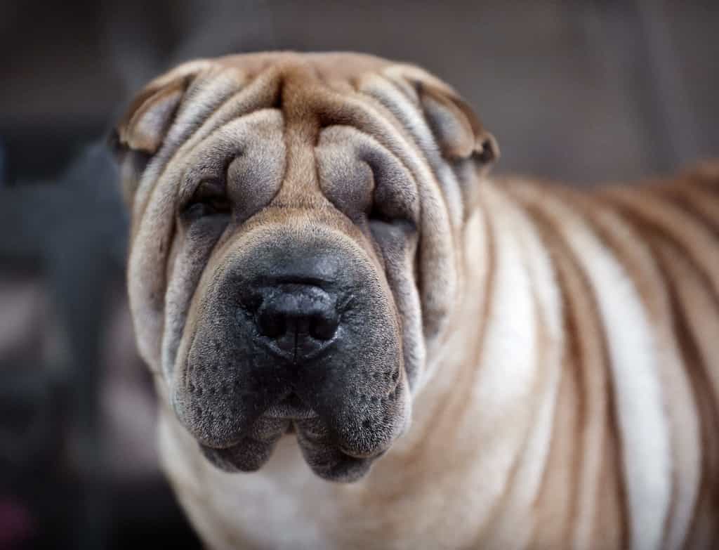 Chó mặt nhăn sharpei đáng yêu