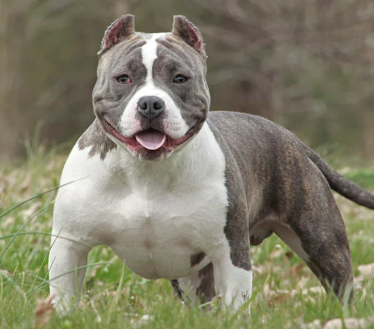 Chó mặt xệ bully Mỹ