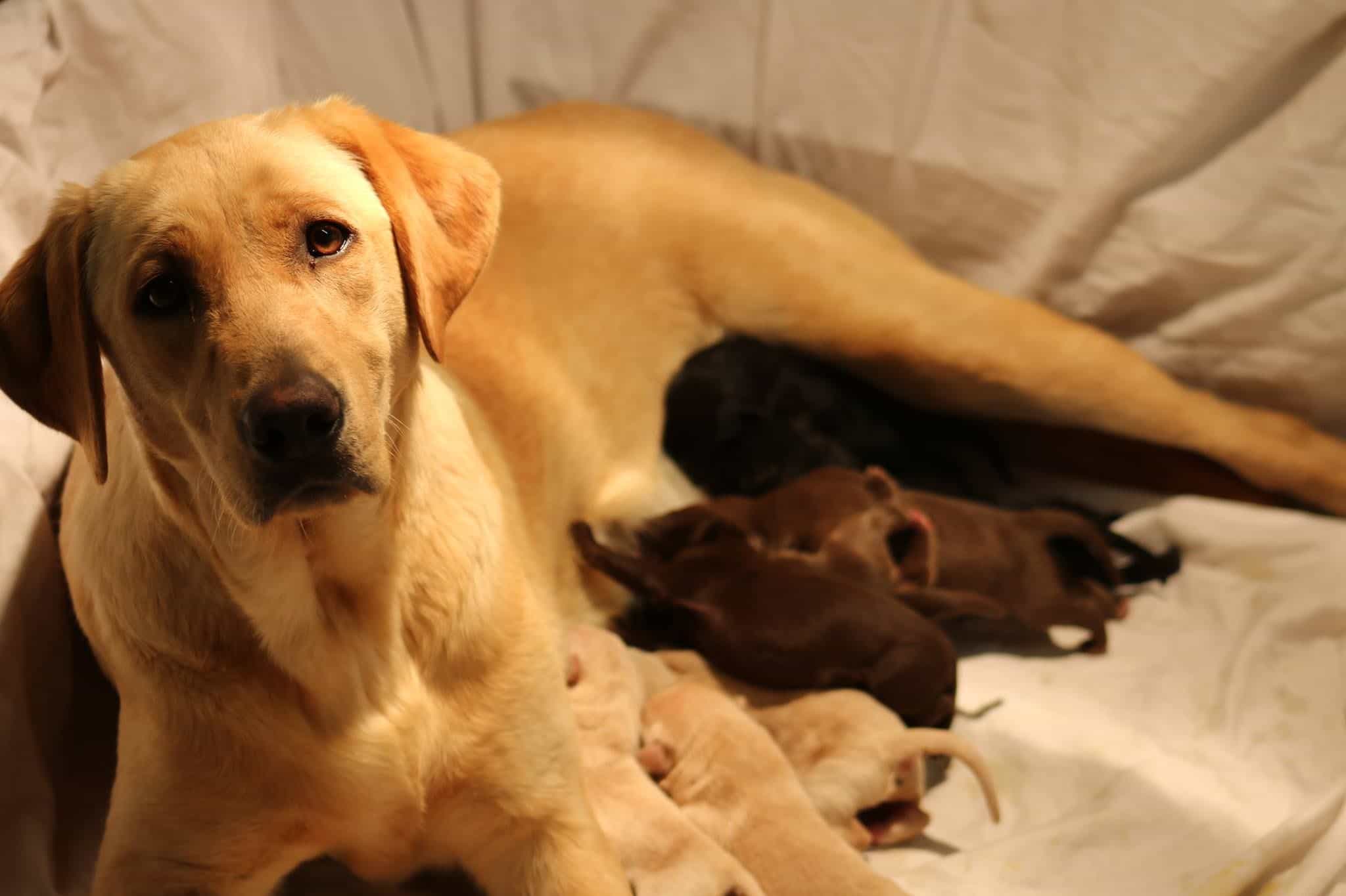 Chó au88 mẹ đang cho con bú