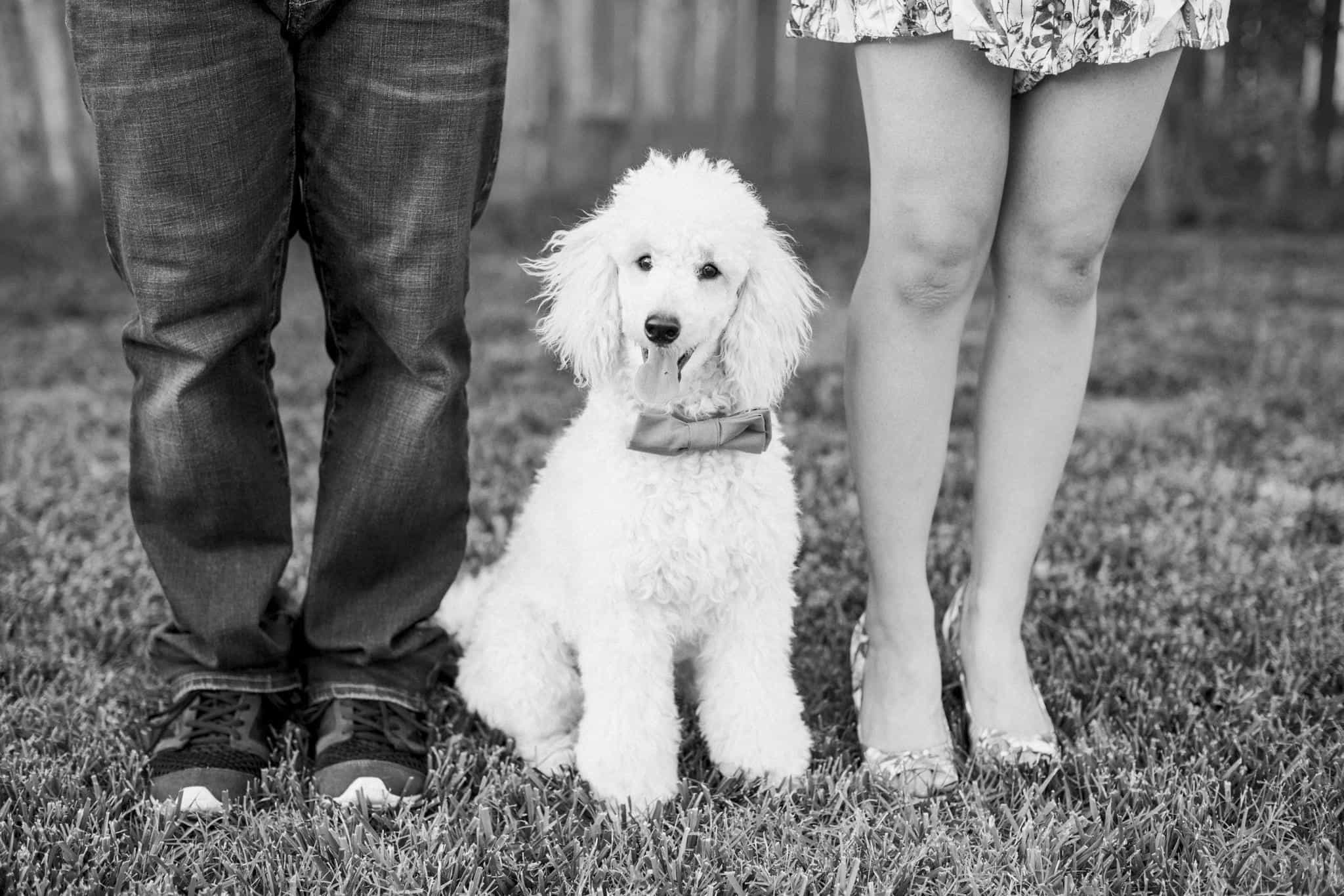 Chú chó mini poodle đúng cạnh chủ