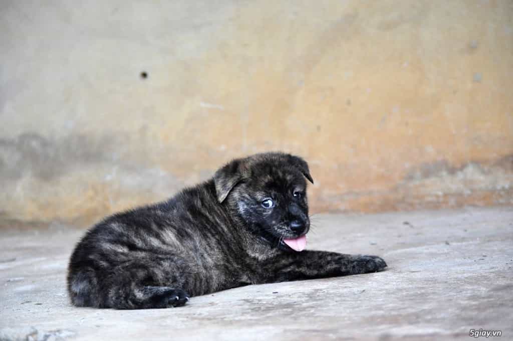 Tính cách chó Mông Cộc
