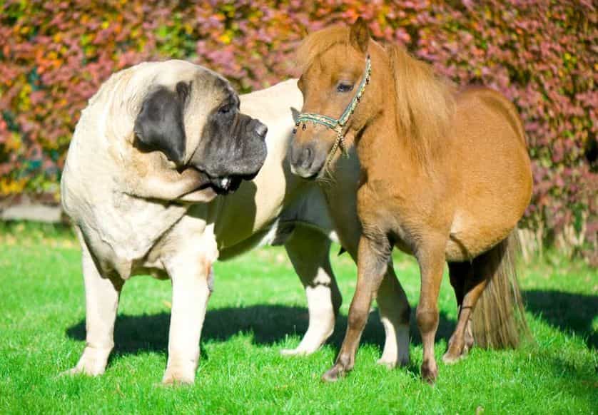 Một mastiff đứng bên cạnh một con ngựa nhỏ