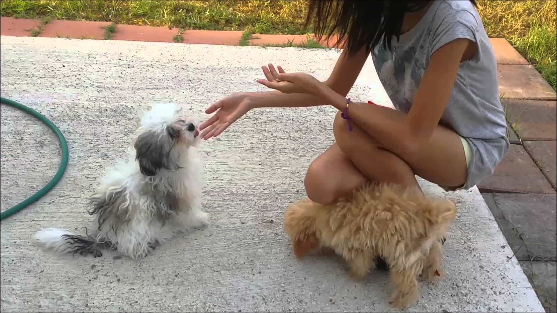 Huấn luyện chó ngồi