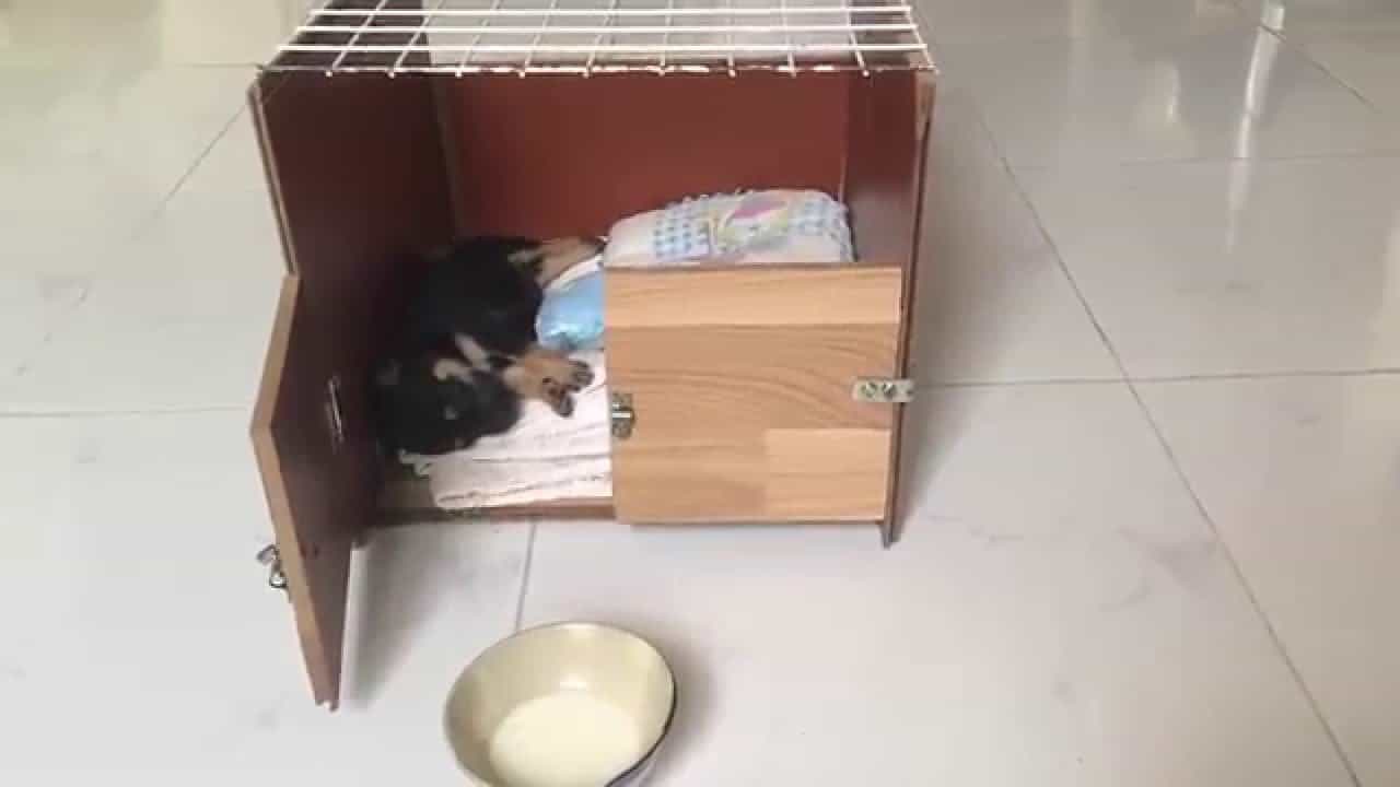 Tạo chỗ ngủ sạch sẽ cho chó
