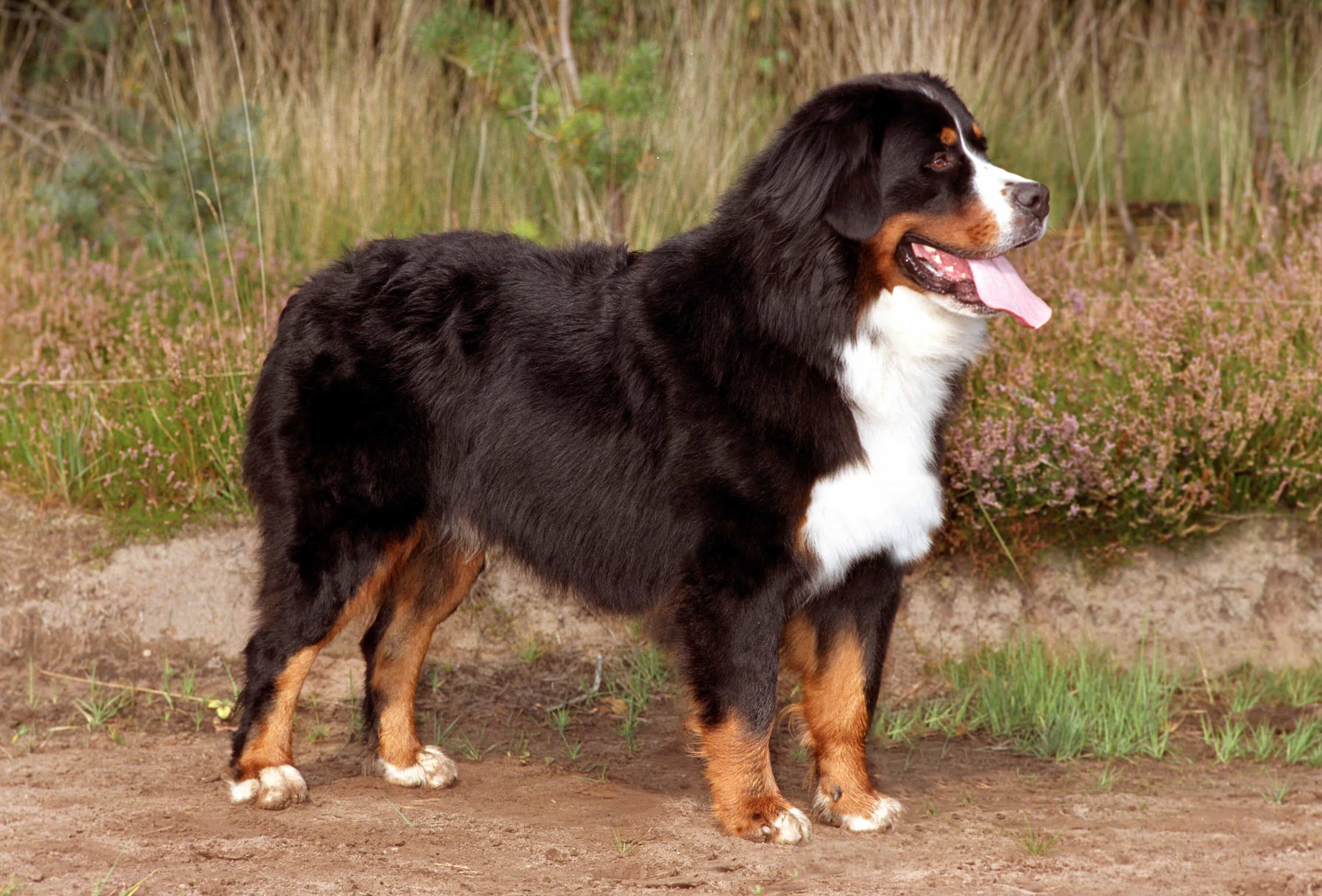 Chó núi Bernese (Bernese Mountain Dog)